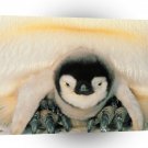 Penguin Harbor Emperor Sea Antarctica A1 Xlarge Canvas