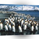Penguin King Colony Georgia A1 Xlarge Canvas