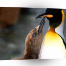 Penguin King Peck On The Cheek A1 Xlarge Canvas