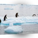 Penguin Making A Scene Gentoo Antarctica A1 Xlarge Canvas