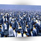 Penguin Multiplicity King A1 Xlarge Canvas