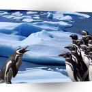 Penguin Politics A1 Xlarge Canvas