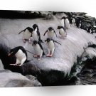 Penguin Rockhopper Falkland Islands A1 Xlarge Canvas