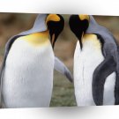 Penguin Tuxedo Check King A1 Xlarge Canvas