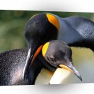 Penguin Whispering Sweet Nothings King A1 Xlarge Canvas