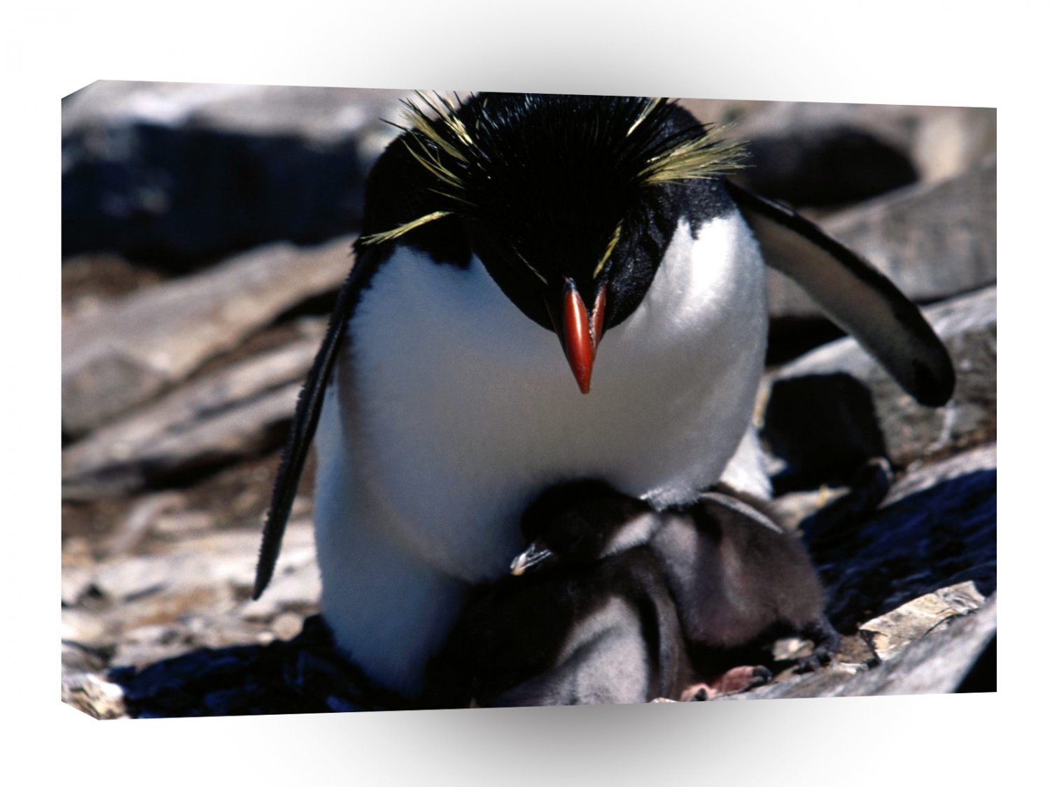 Penguins Rockhopper Sheltering A1 Xlarge Canvas