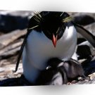 Penguins Rockhopper Sheltering A1 Xlarge Canvas