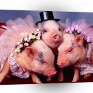 Pig Amist A1 Xlarge Canvas