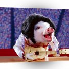 Pig Elvis Sley A1 Xlarge Canvas