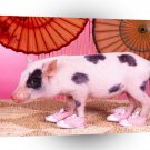Pig Moo Shoo Pork A1 Xlarge Canvas