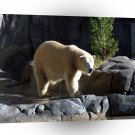 Polar Bear Day Out A1 Xlarge Canvas