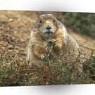 Prairie Dog Big Eater A1 Xlarge Canvas