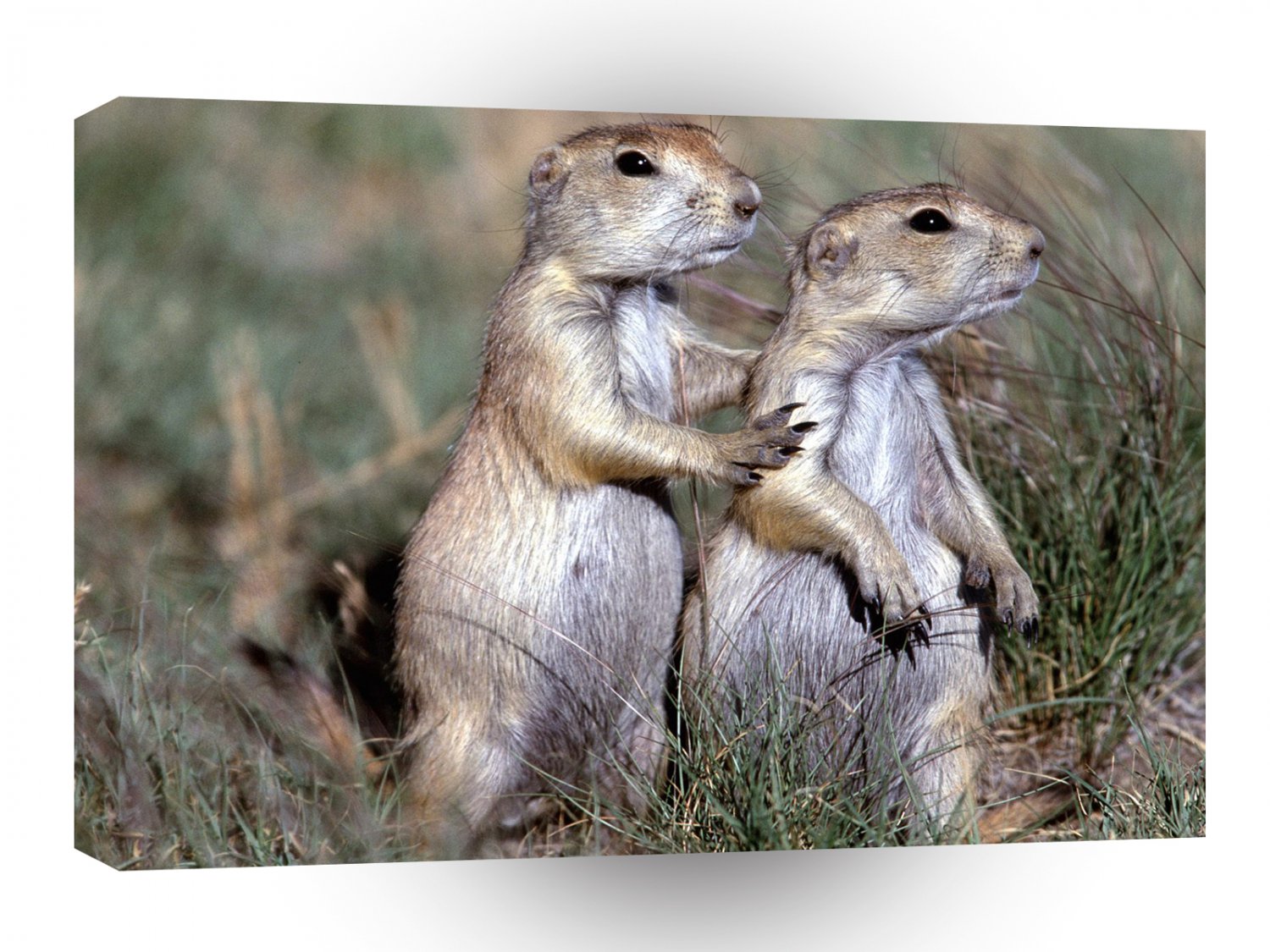 Prairie Dog Scratch My Back A1 Xlarge Canvas