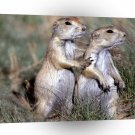 Prairie Dog Scratch My Back A1 Xlarge Canvas