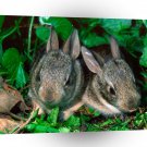 Rabbit Baby Cottontail A1 Xlarge Canvas