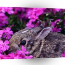 Rabbit Baby Eastern Cottontail A1 Xlarge Canvas