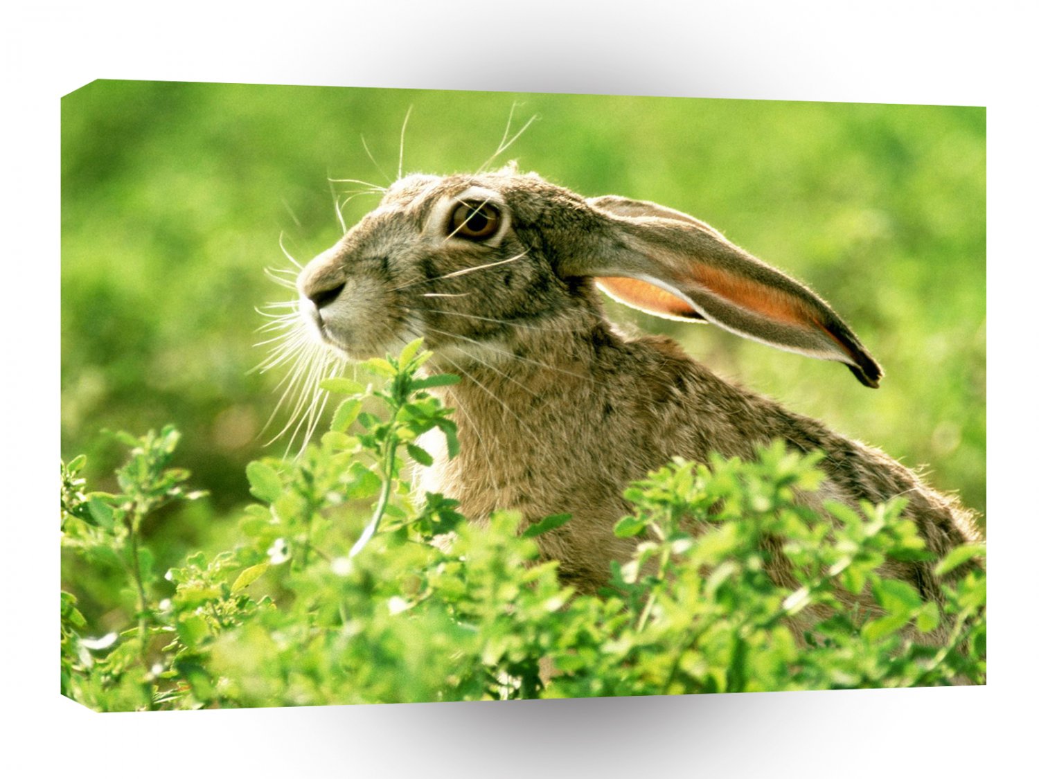 Rabbit Black Tailed Jack A1 Xlarge Canvas