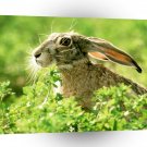 Rabbit Black Tailed Jack A1 Xlarge Canvas