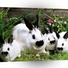 Rabbit Bunch O Bunnies A1 Xlarge Canvas