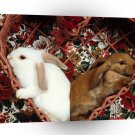 Rabbit Cheek To Cheek A1 Xlarge Canvas