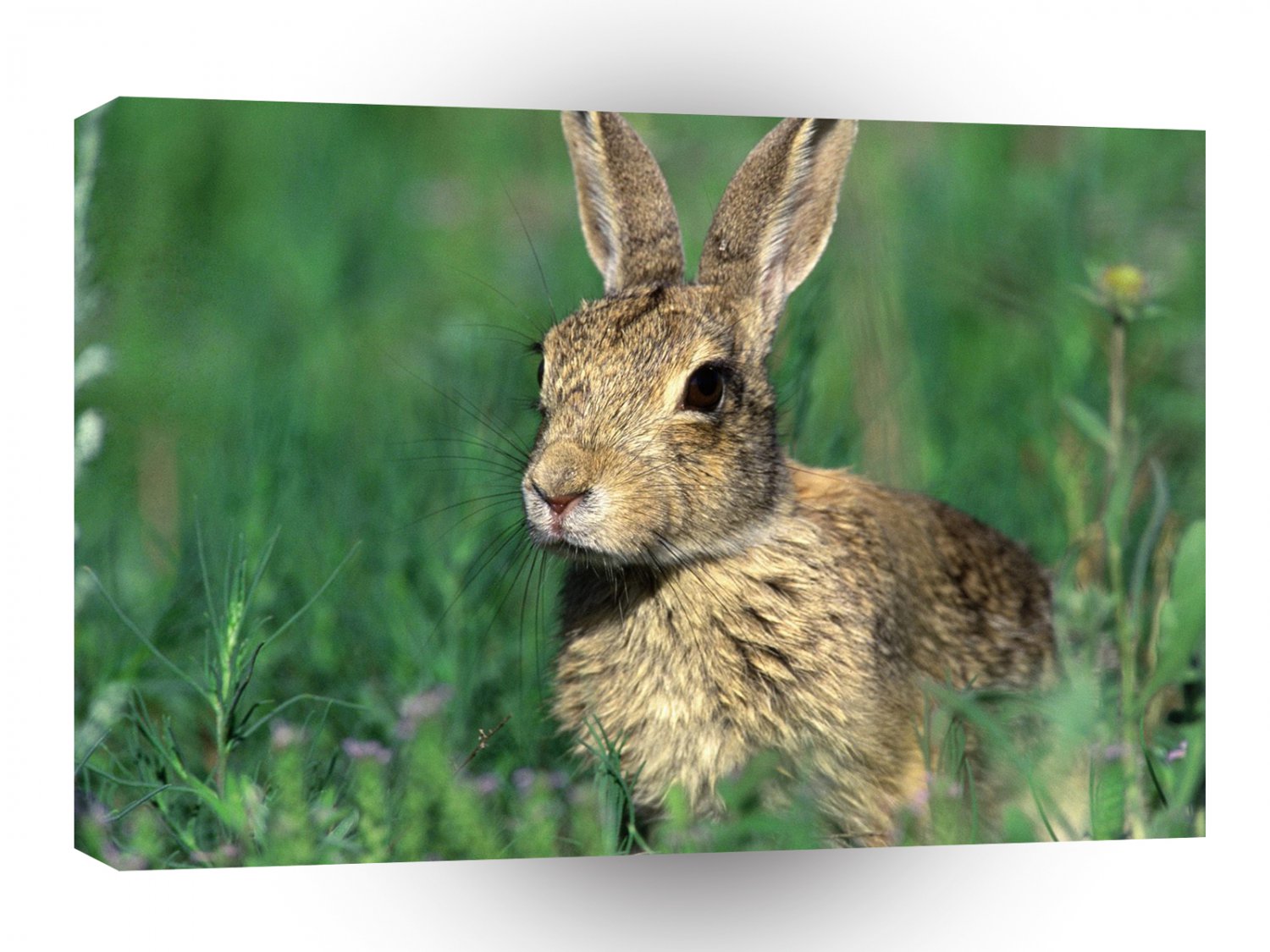Rabbit Cottontail Field A1 Xlarge Canvas