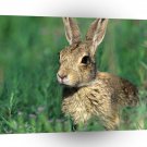 Rabbit Cottontail Field A1 Xlarge Canvas