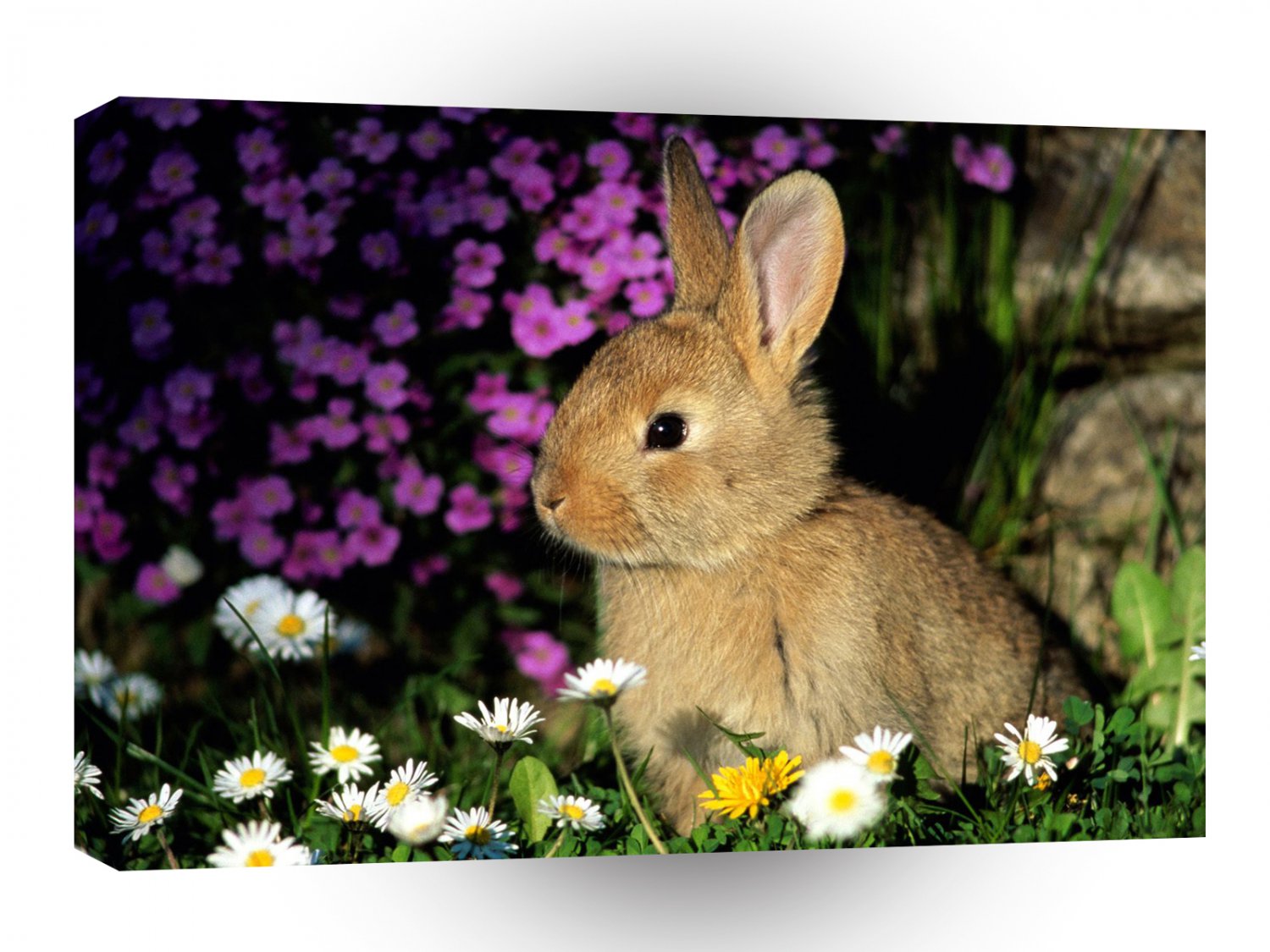 Rabbit Funny Bunny A1 Xlarge Canvas