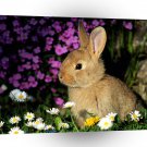 Rabbit Funny Bunny A1 Xlarge Canvas