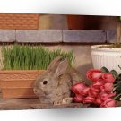 Rabbit Garden Hare A1 Xlarge Canvas