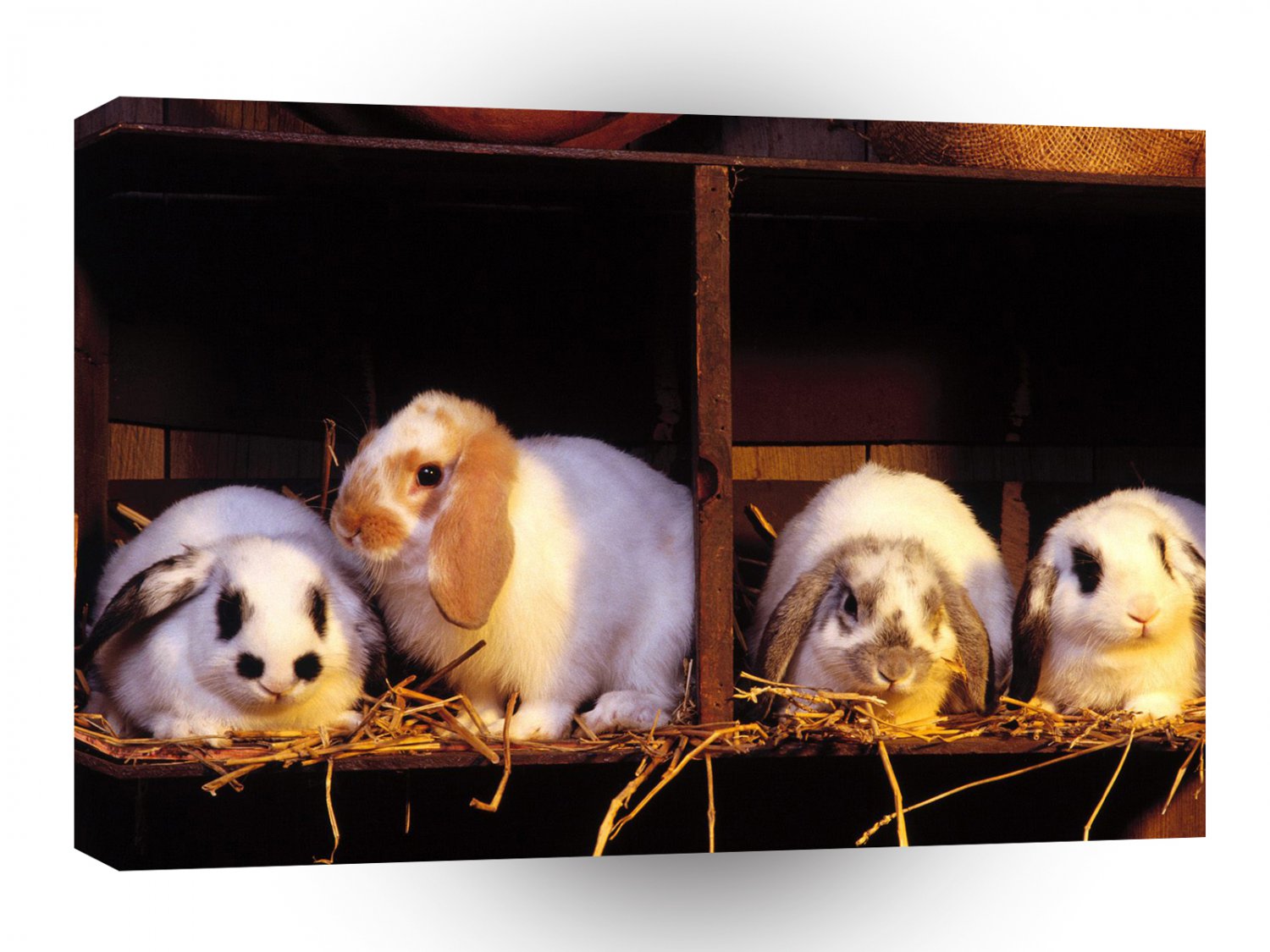 Rabbit Roommates A1 Xlarge Canvas