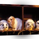 Rabbit Roommates A1 Xlarge Canvas