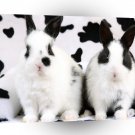 Rabbit Spot The Difference A1 Xlarge Canvas