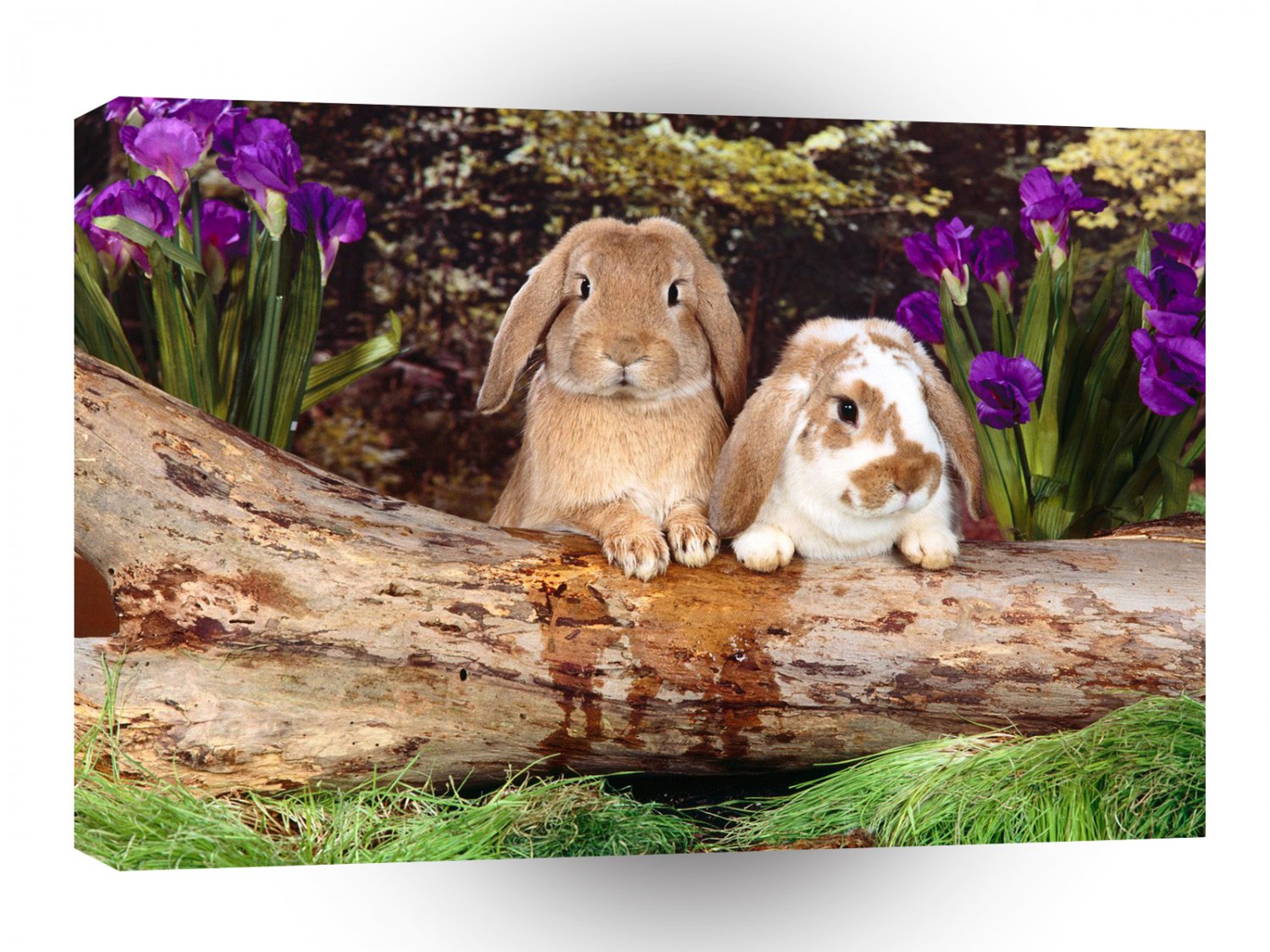 Rabbit What A Pair A1 Xlarge Canvas
