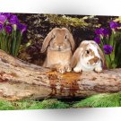 Rabbit What A Pair A1 Xlarge Canvas
