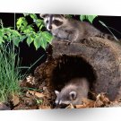 Raccoon Babies A1 Xlarge Canvas