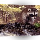 Raccoon Bath Time A1 Xlarge Canvas