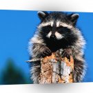 Raccoon Dilemma A1 Xlarge Canvas