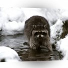 Raccoon Dinner Stroll Rib Lake Wisconsin A1 Xlarge Canvas