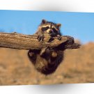 Raccoon Hang On A1 Xlarge Canvas