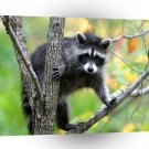 Raccoon Hanging Out A1 Xlarge Canvas
