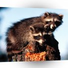 Raccoon Little Rascals A1 Xlarge Canvas