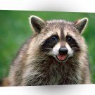 Raccoon Looking For Handouts A1 Xlarge Canvas
