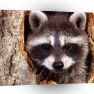 Raccoon Natural Bandit A1 Xlarge Canvas