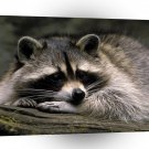 Raccoon Ready For A Nap A1 Xlarge Canvas