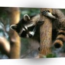 Raccoon Tree Hugger A1 Xlarge Canvas