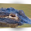 Reptile American Alligator A1 Xlarge Canvas