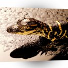 Reptile Baby Alligator Florida A1 Xlarge Canvas