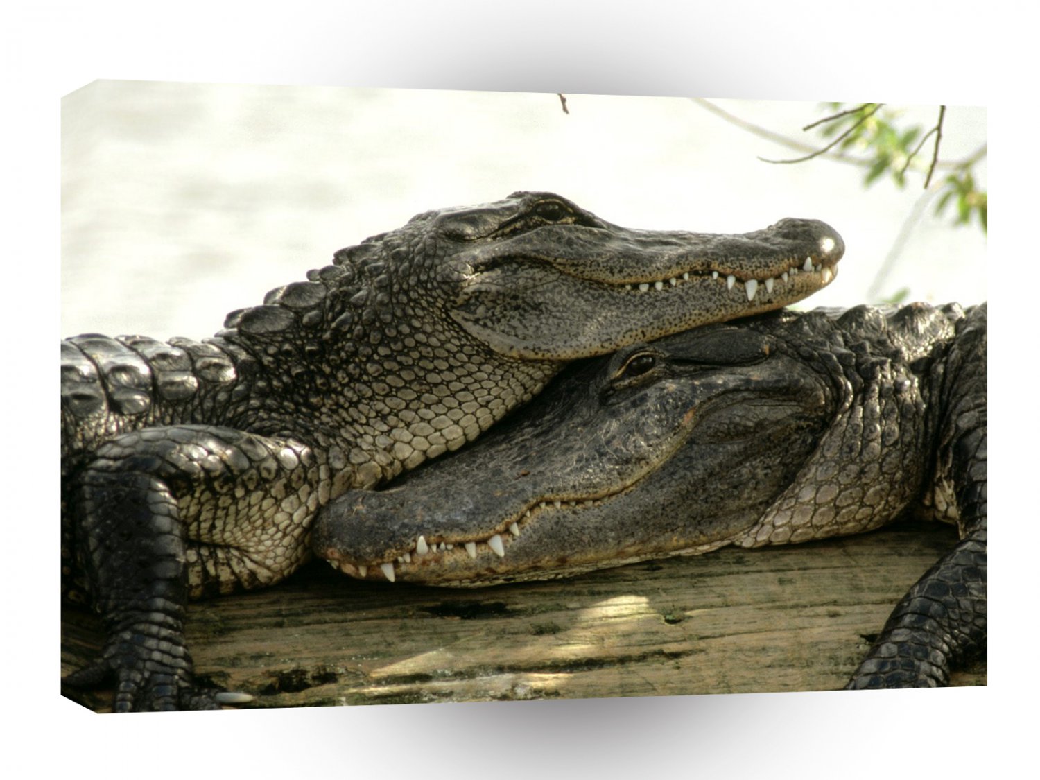 Reptile Buddy System A1 Xlarge Canvas