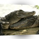 Reptile Buddy System A1 Xlarge Canvas