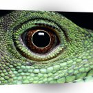 Reptile Close Up A1 Xlarge Canvas